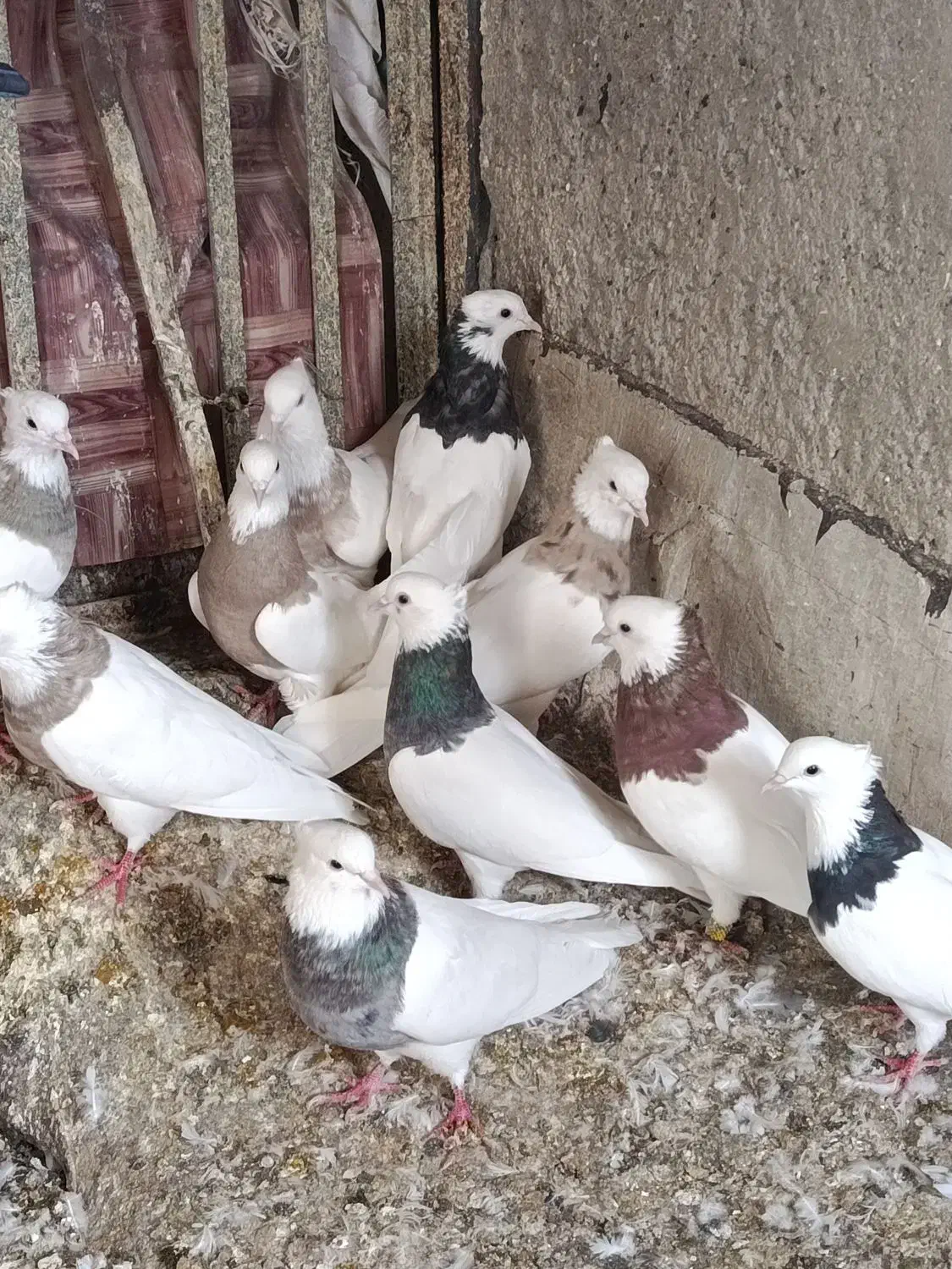 کبوتر طوقی|پرنده|سنندج, |دیوار