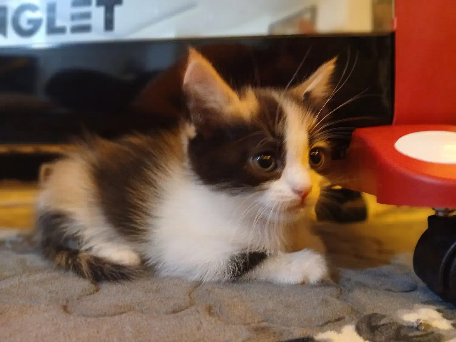 گربه میکس اسکاتیش و آنگورا|گربه|مبارکه, |دیوار