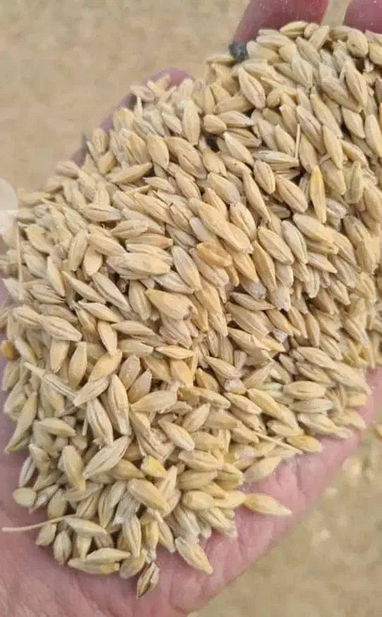 کنسانتره پرواری وشیری درجهیک مخصوص دام سبک وسنگین|حیوانات مزرعه|قم, بکایی|دیوار