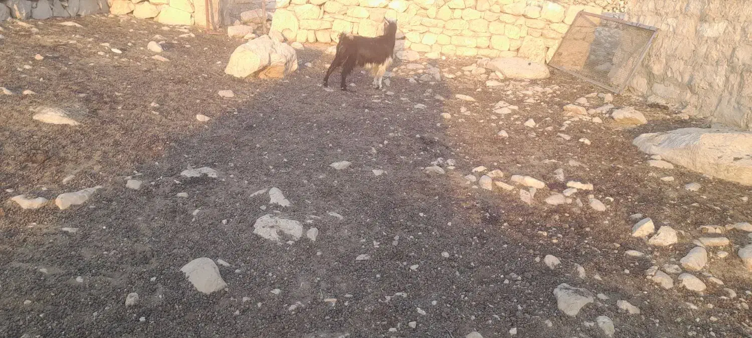 بزهل هم داشت هم کشت|حیوانات مزرعه|لالی, |دیوار