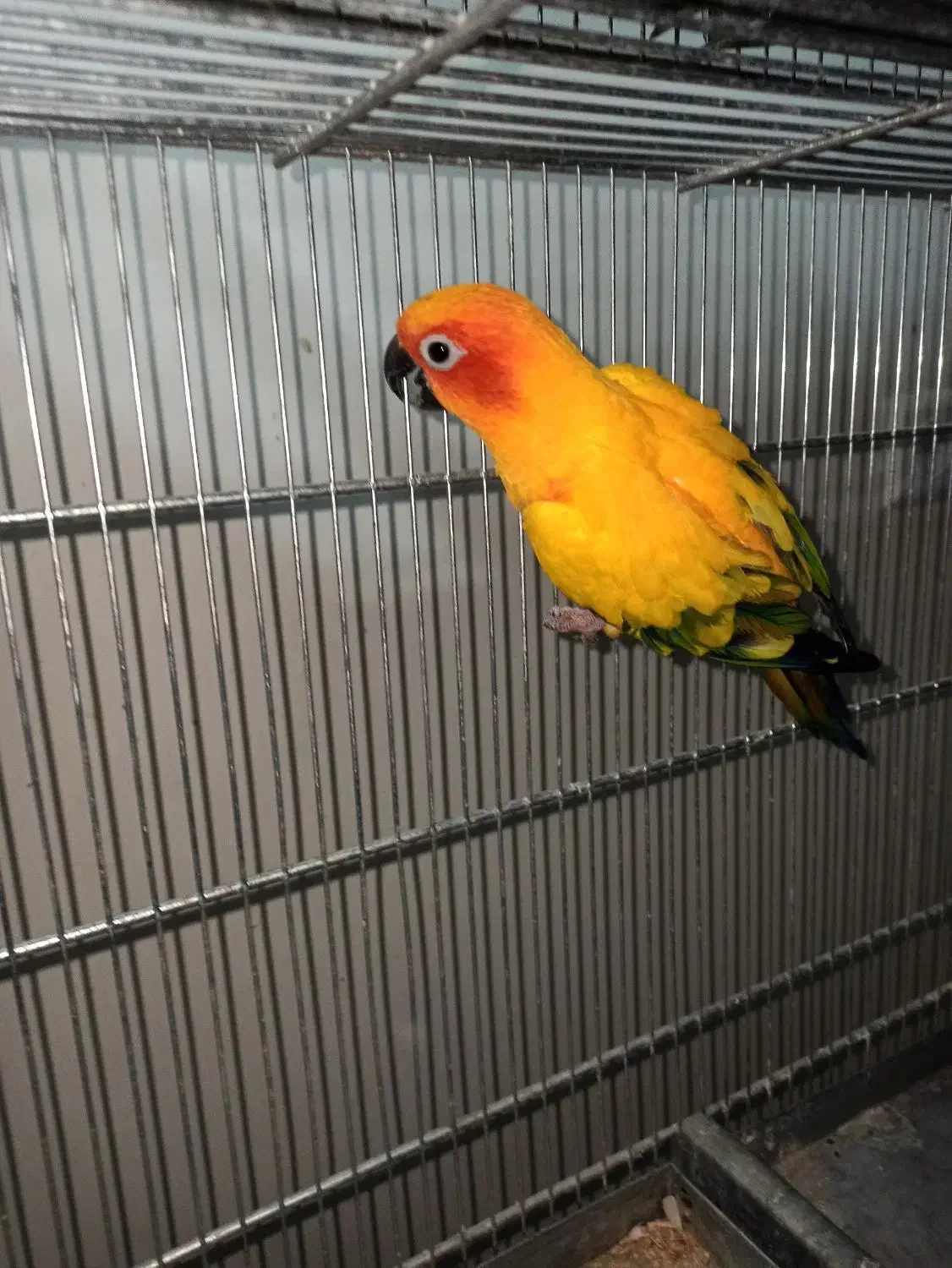 جفت خورشیدی مولد دستی و آروم|پرنده|کاشمر, |دیوار