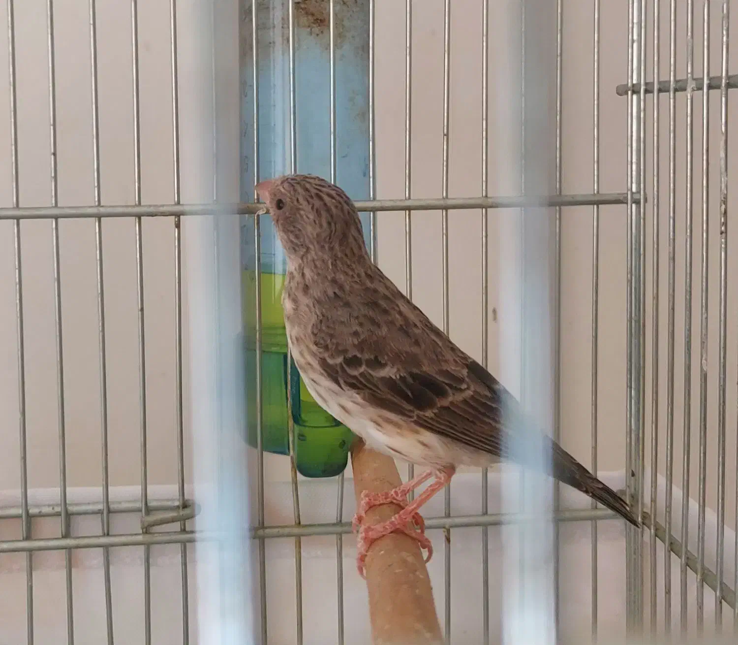 یاسمین طوسی نر (قناری سهره فنچ طوطی)|پرنده|تهران, کرمان|دیوار