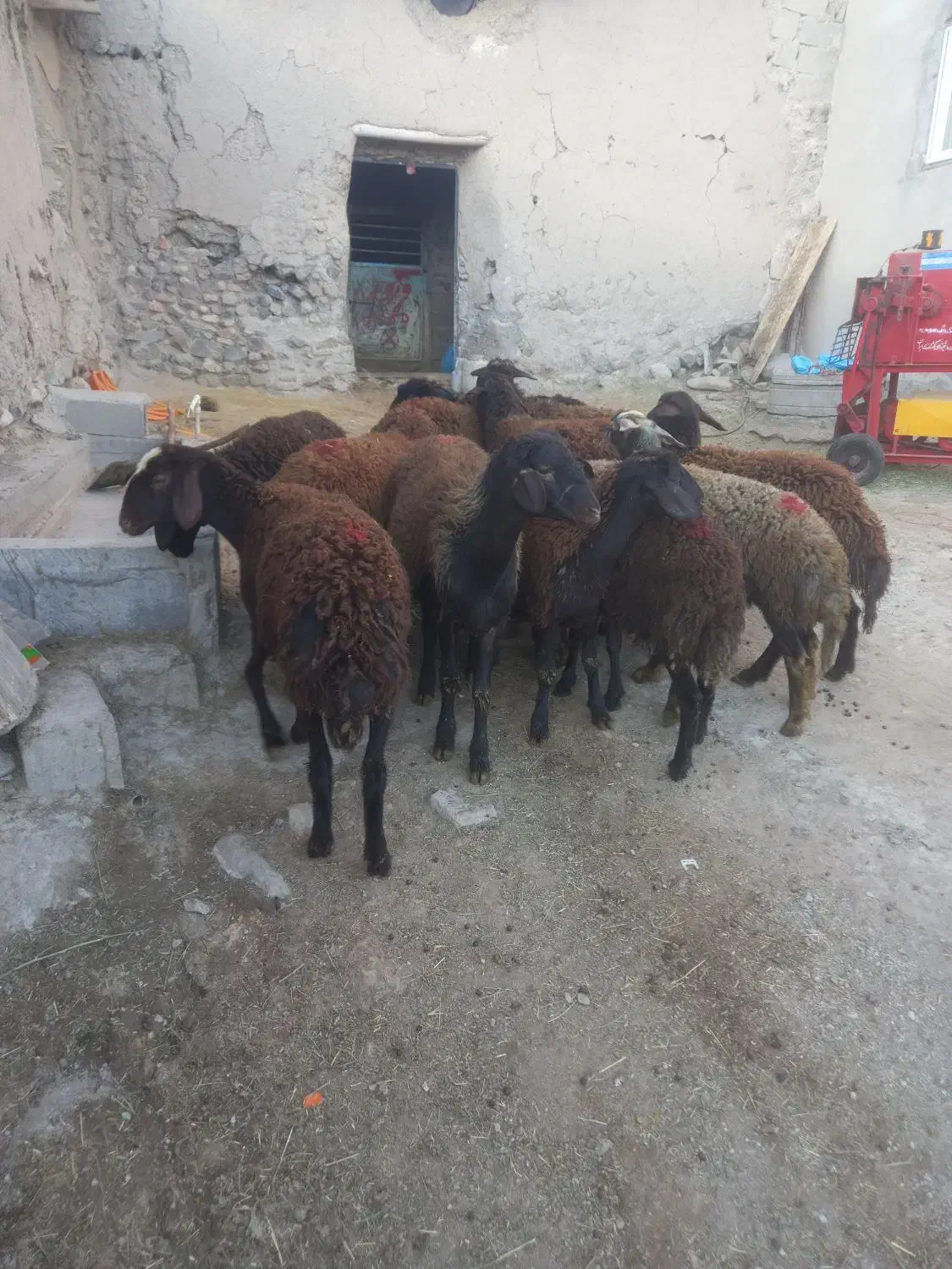 ۱۴راس بره ماده دمازلیخ|حیوانات مزرعه|کشاورز, |دیوار