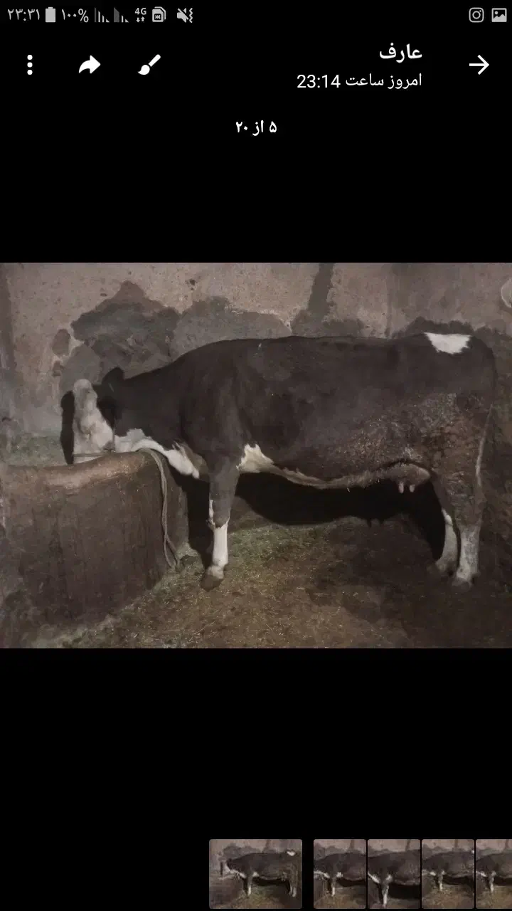 گاو سمینتال|حیوانات مزرعه|دهگلان, |دیوار