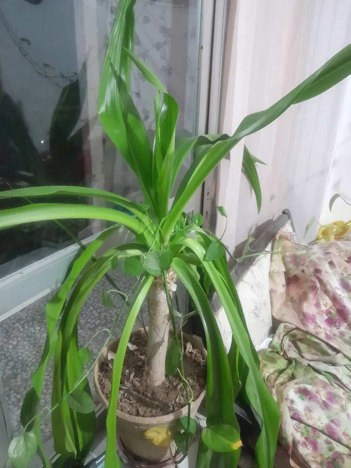 گل موزی فروشی|گل و گیاه طبیعی|خمینی‌شهر, |دیوار