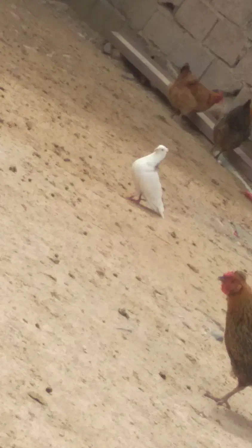 گمشده|پرنده|دلبران, |دیوار