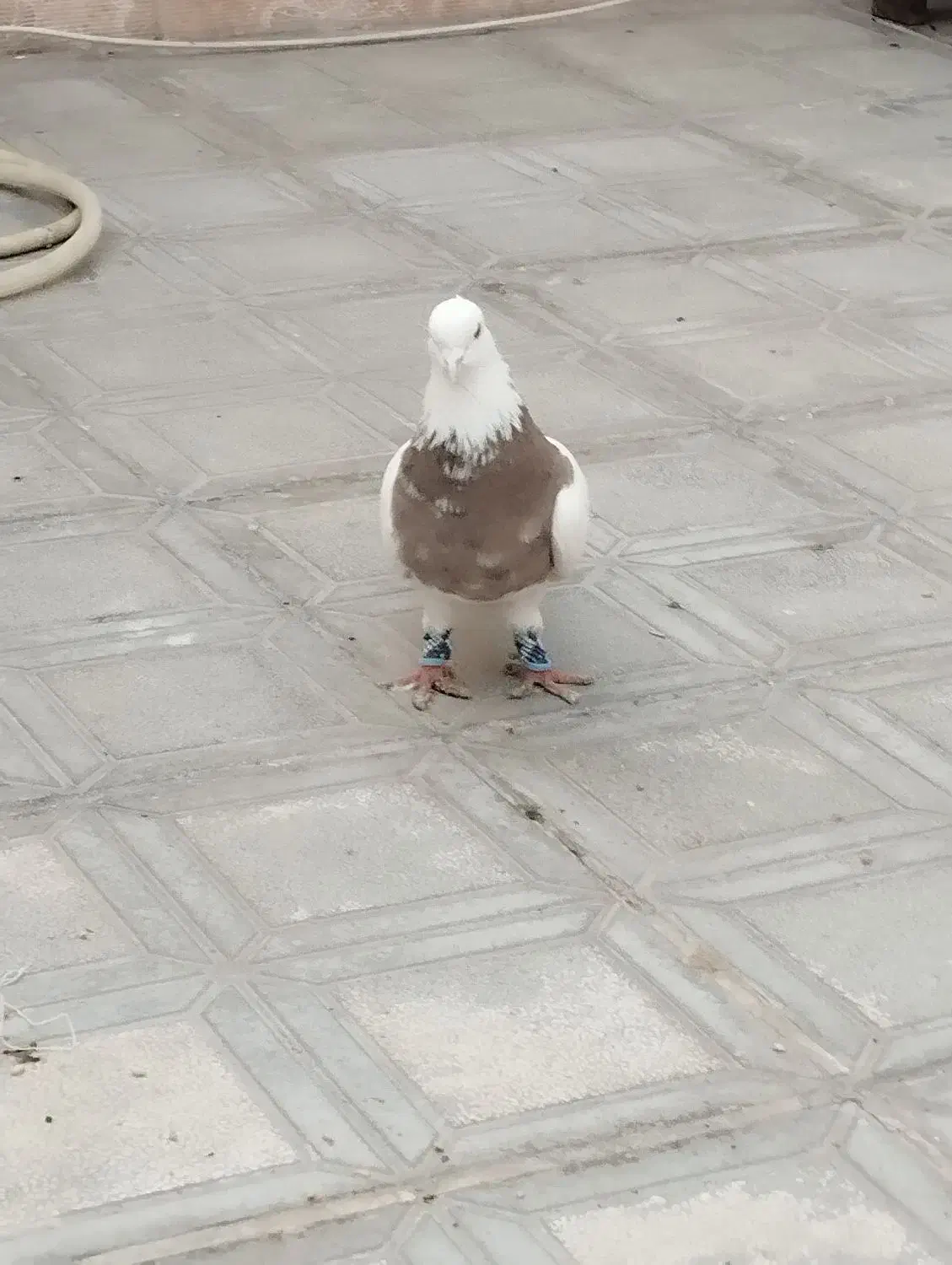 طوقی هفت رنگ|حیوانات|مشهد, شاهد (شهرک غرب)|دیوار