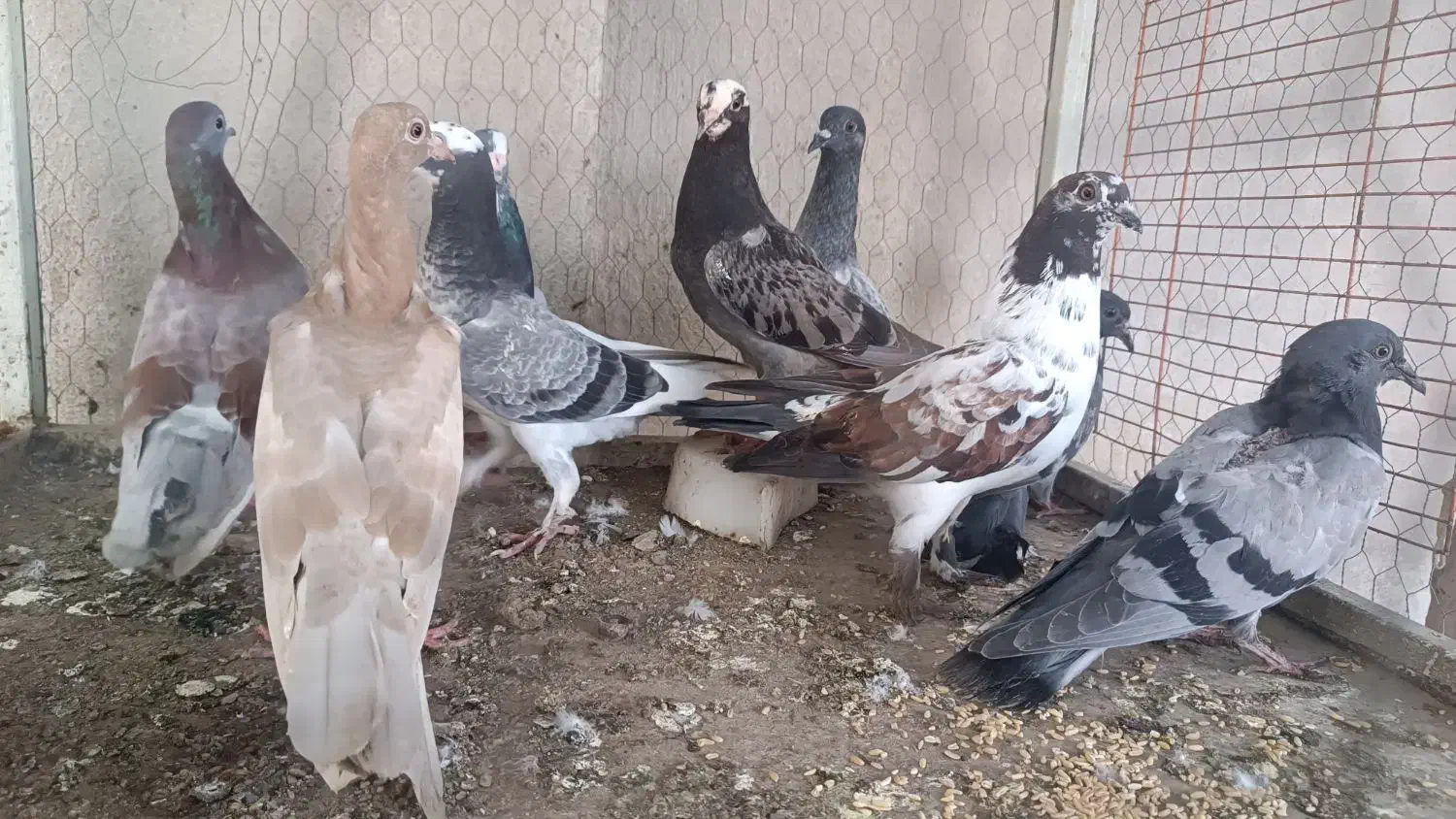 کلوی کفتر  در هم نژاد  اصیل|پرنده|گنبد کاووس, |دیوار