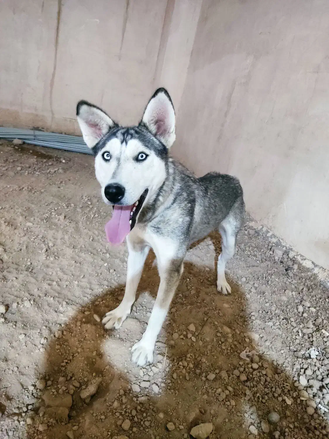 هاسکی باهوش نگهبانی|سگ|مراغه, |دیوار