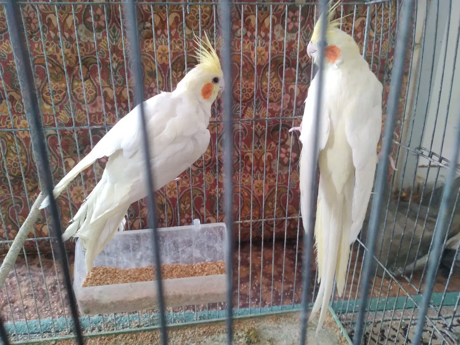 جفت عروس هلندی|پرنده|اردکان, |دیوار