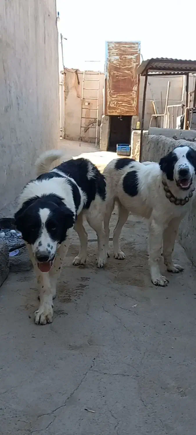 سگ قهدریجانی|سگ|پیر بکران, |دیوار