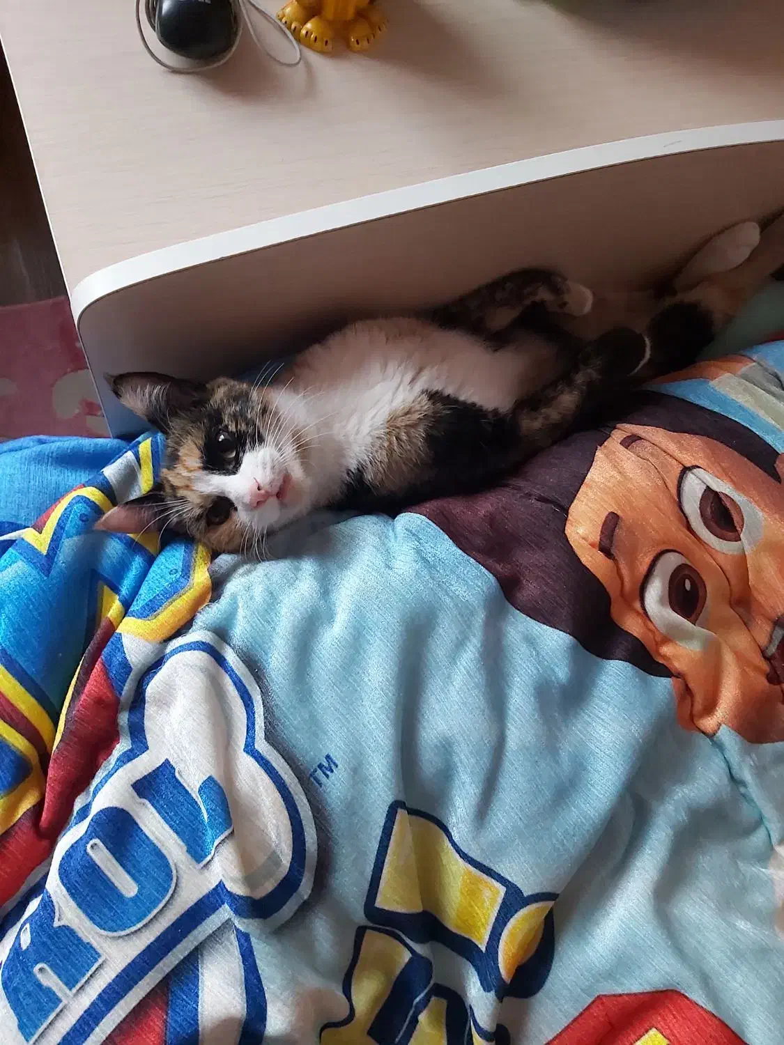 گربه شیرین ما کندی|گربه|تنکابن, |دیوار