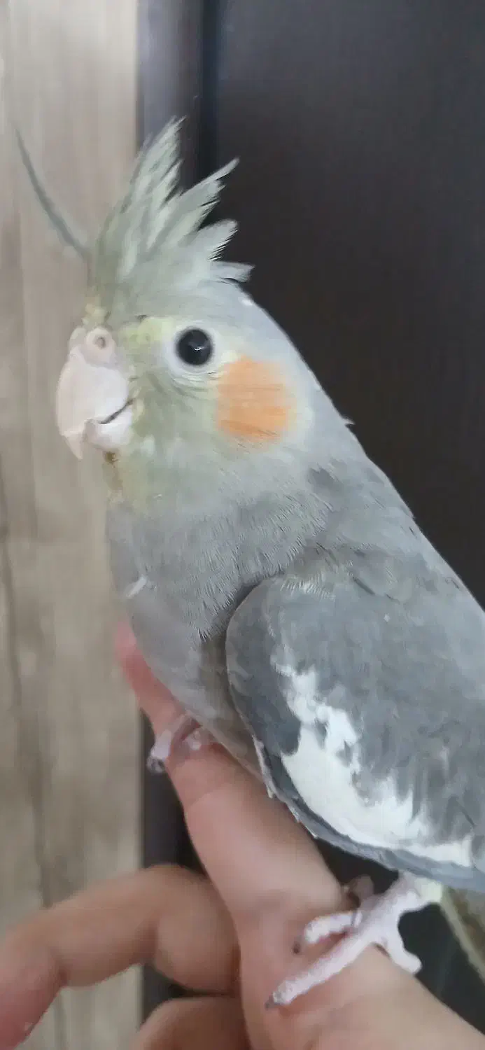 عروس هلندی|پرنده|ابریشم, |دیوار