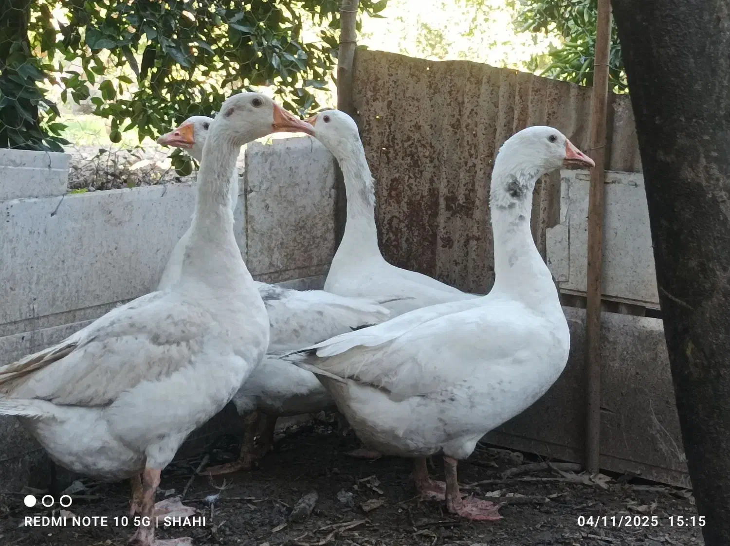 غاز محلی ارگانیک|حیوانات مزرعه|قائم‌شهر, |دیوار