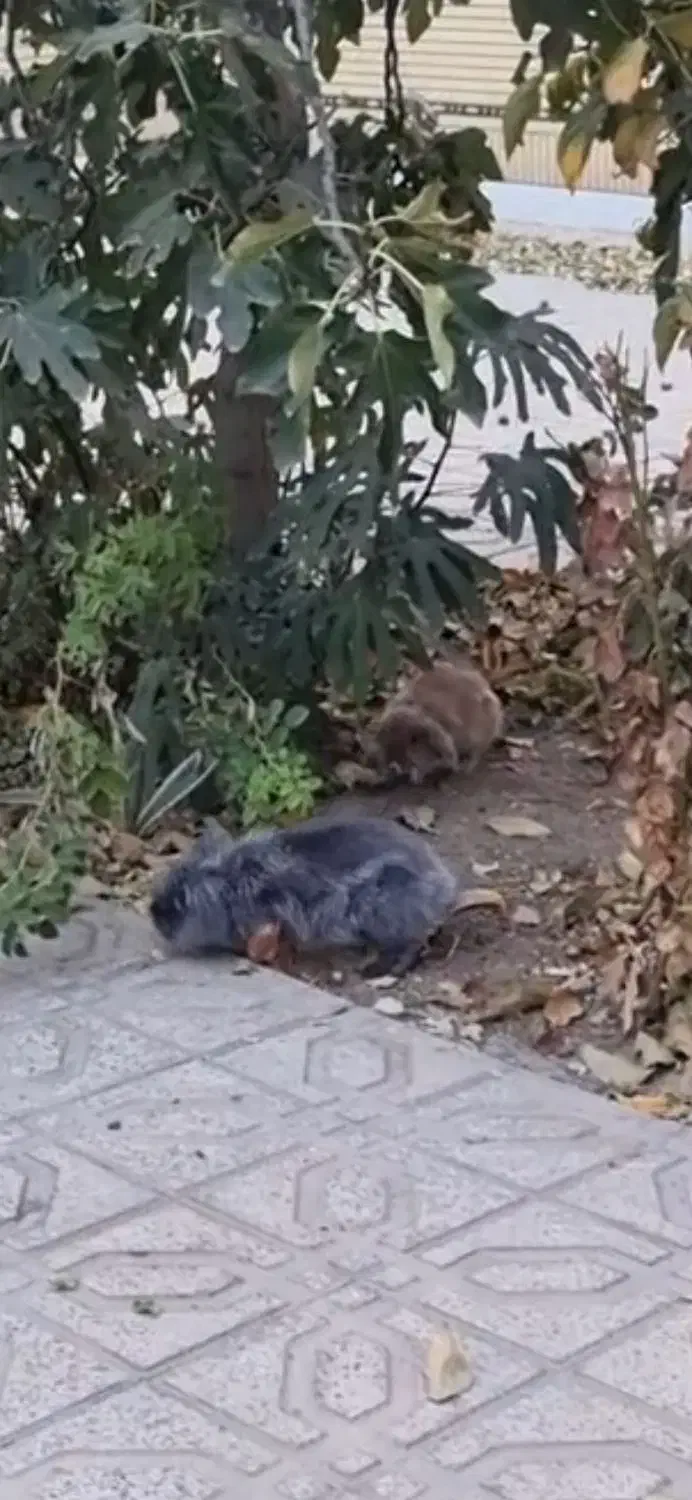 خرگوش لوپ|موش و خرگوش|لنجان, |دیوار