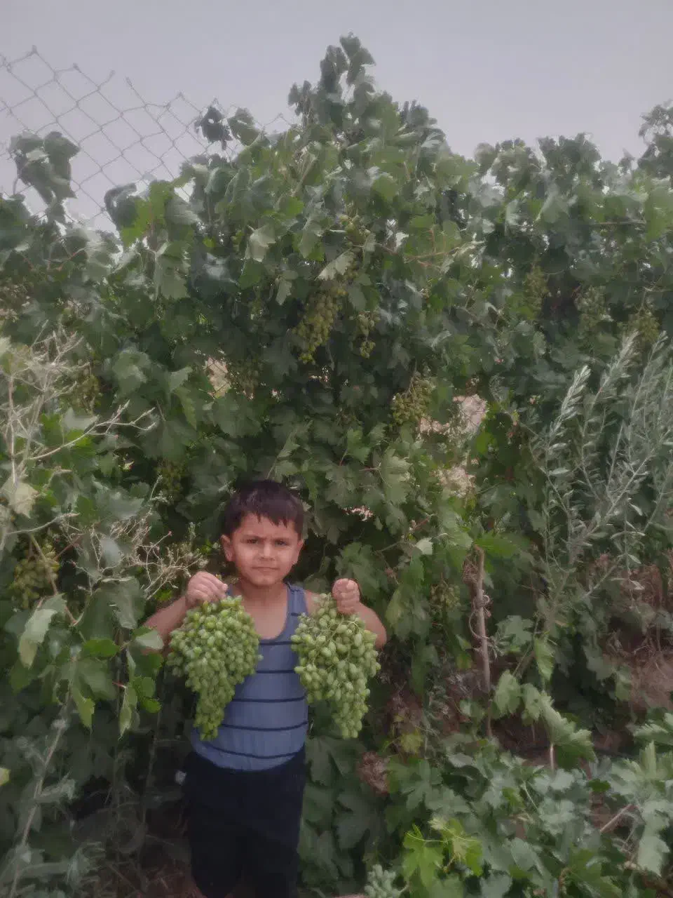 نهالستان بزرگ ساوه و گازران|خدمات باغبانی و درختکاری|ساوه, |دیوار