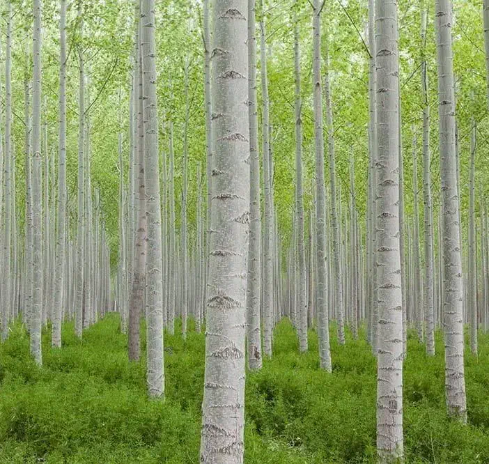 توزیع و ارائه نهال صنوبر|خدمات باغبانی و درختکاری|ملکشاهی, |دیوار