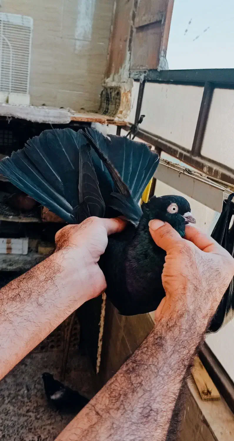 نر آبادانی واکسی پشته صرب فوق درشت وکشیده|پرنده|اهواز, شهرک برق|دیوار