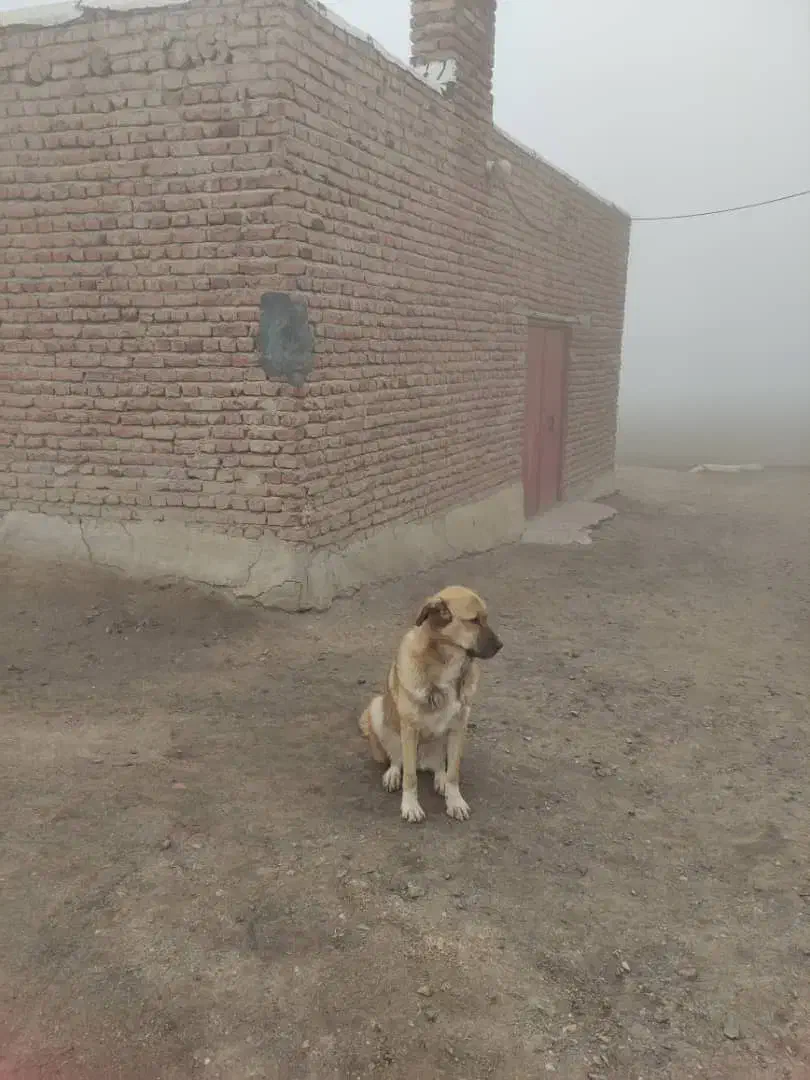 سگ سرابی ماده|سگ|عجب شیر, |دیوار