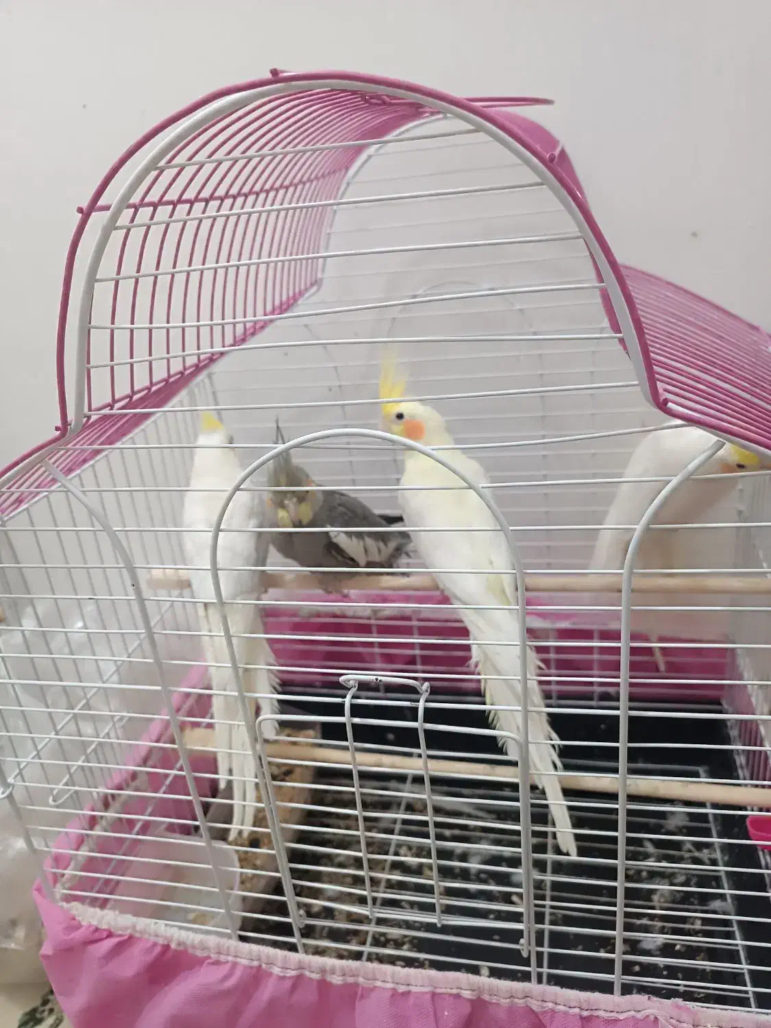 عروس هلندی بالغ|پرنده|علیآباد کتول, |دیوار