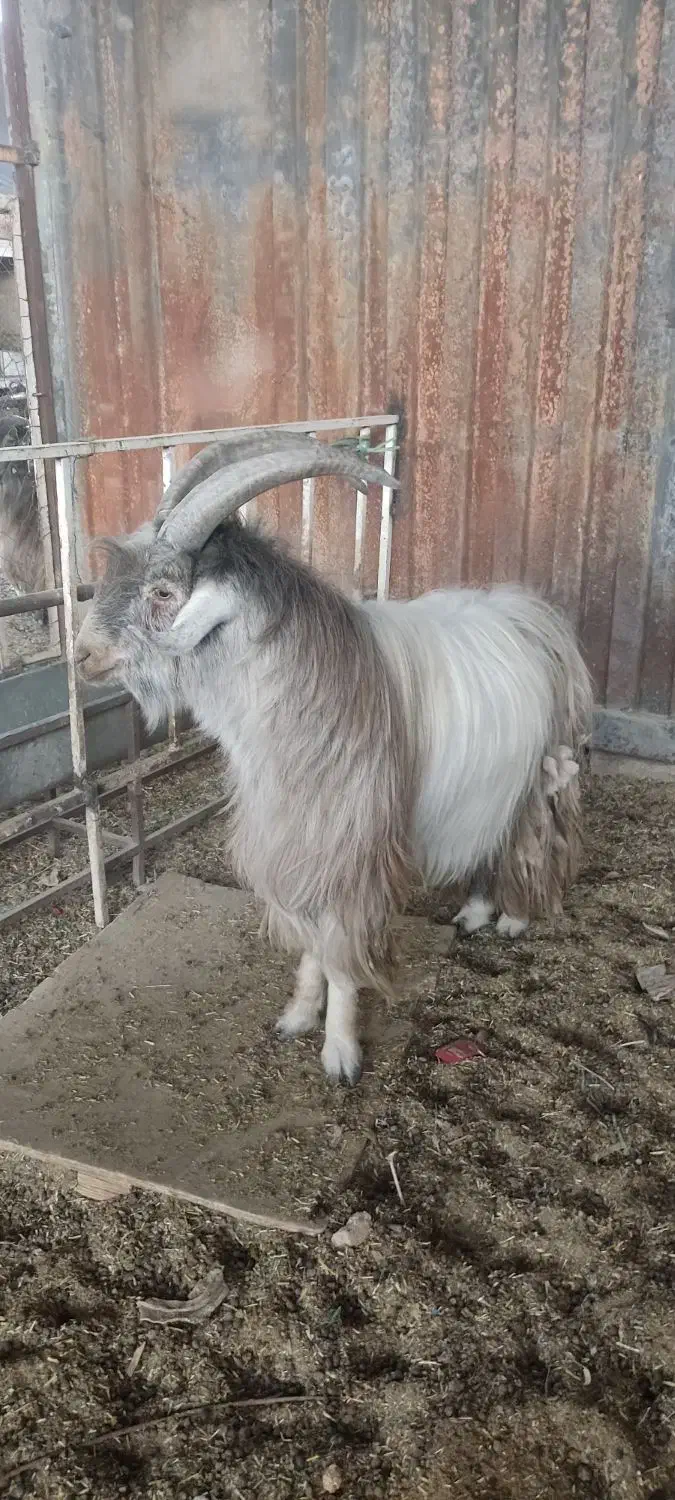 نر بز دوبور تکه شیرازی|حیوانات مزرعه|قم, قلعه صدری|دیوار