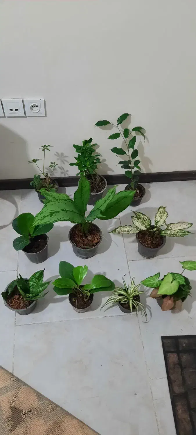 ۱۰ عدد گل فقط تا فردا|گل و گیاه طبیعی|کرج, باغستان|دیوار