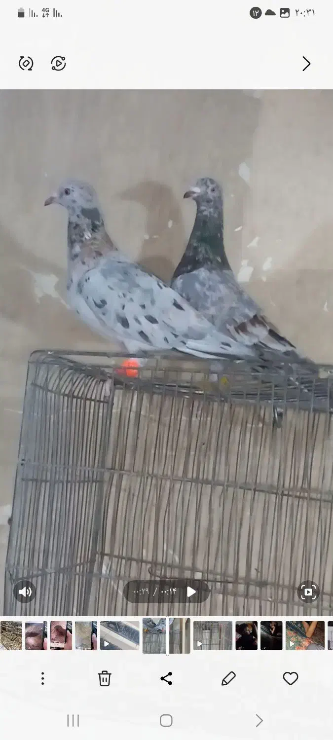 پرنده|پرنده|اسفرورین, |دیوار