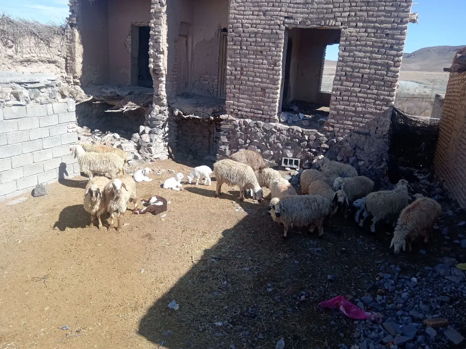 دام گوسفند|حیوانات مزرعه|بیرجند, |دیوار