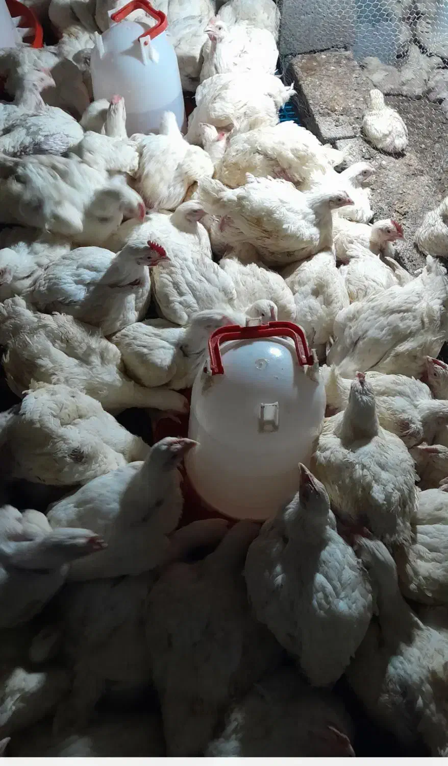 مرغ گوشتی|حیوانات مزرعه|لشت نشا, |دیوار