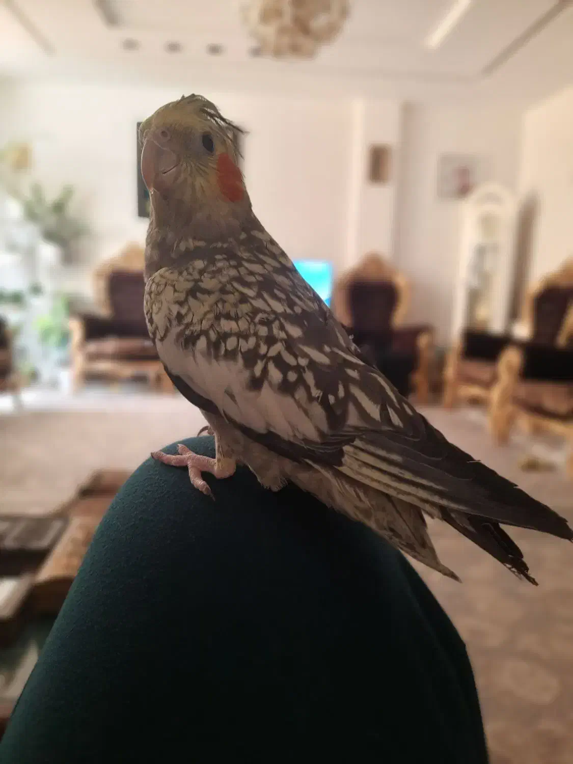 عروس هلندی نر ۵ ماهه|پرنده|اصفهان, شهرک زاینده رود|دیوار