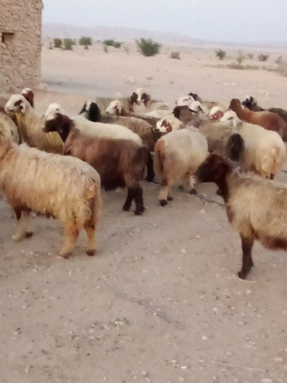 57 راس میش ترکی بختیاری بره دار و آبستن گلون گرم|حیوانات مزرعه|کازرون, |دیوار
