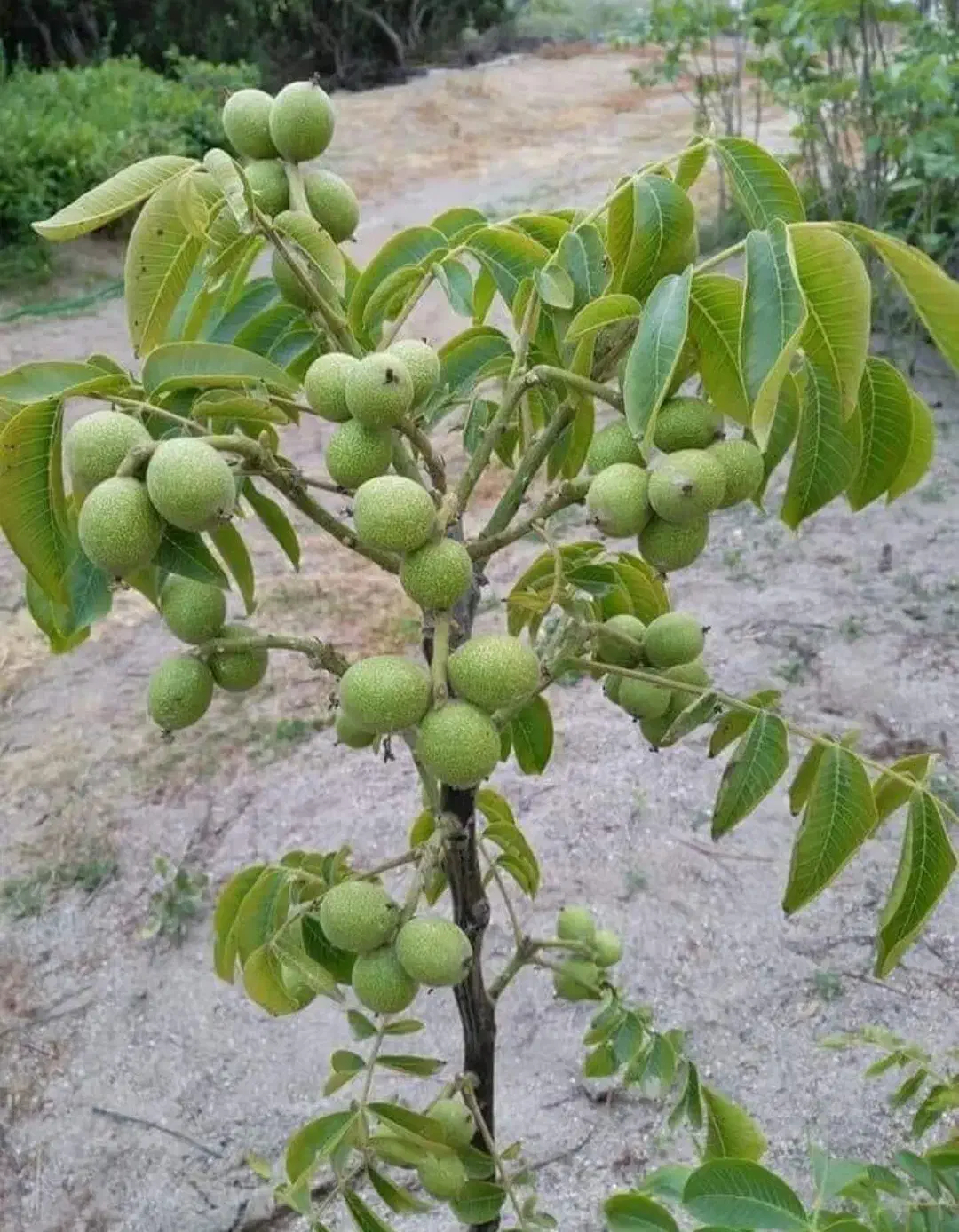 نهالستان فروش ویژه انواع نهال تضمینی|خدمات باغبانی و درختکاری|الشتر, |دیوار