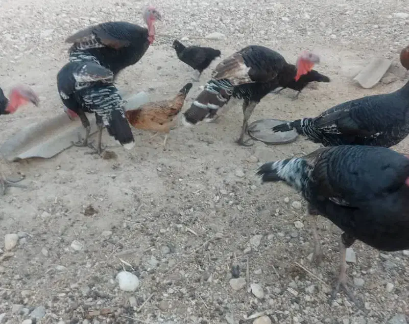 سه بوقلمون نر و سه بوقلمون ماده(گوشتی)|حیوانات مزرعه|شنبه و طسوج, |دیوار