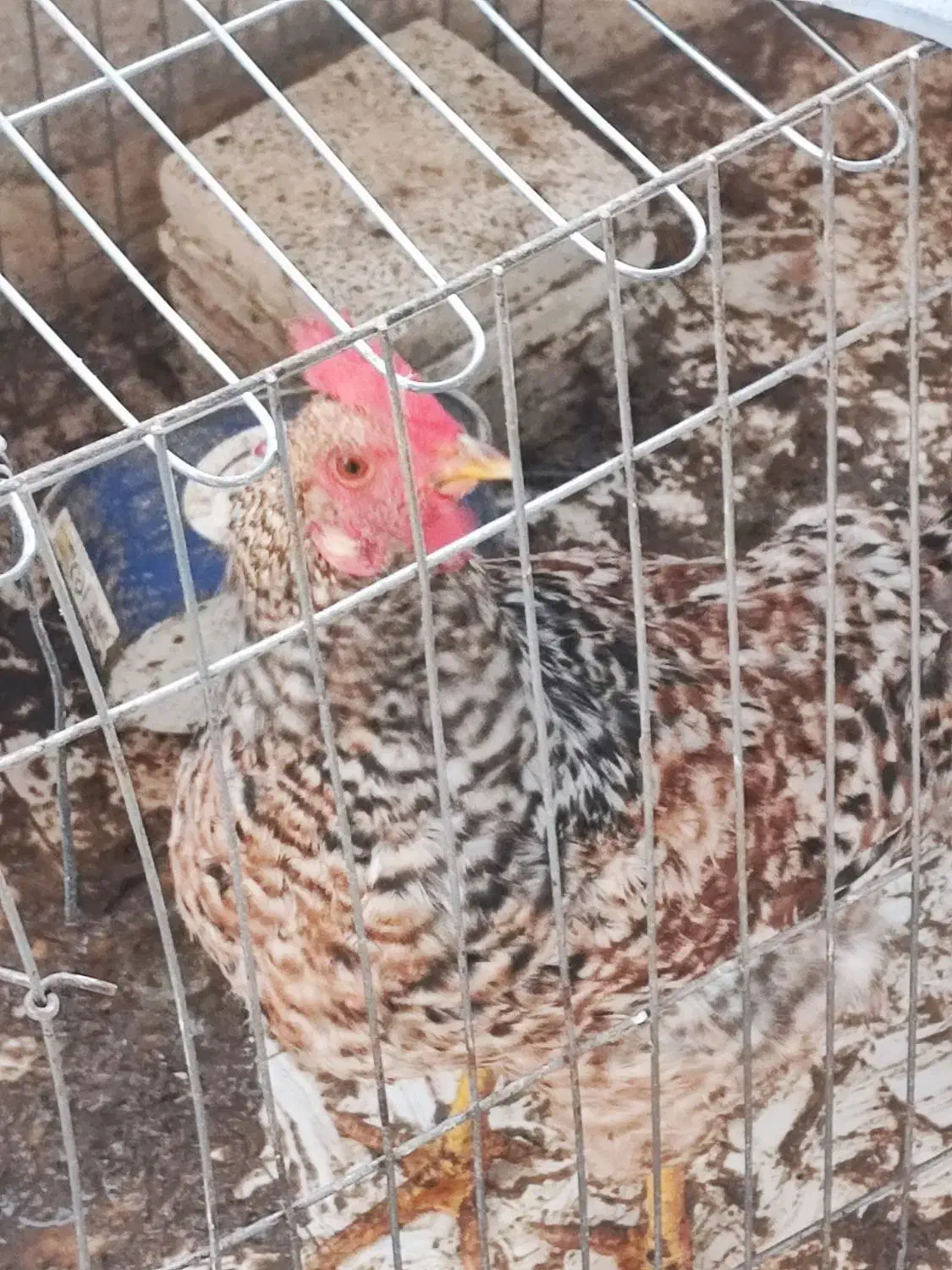 خروس گلین|حیوانات مزرعه|فولادشهر, B2|دیوار