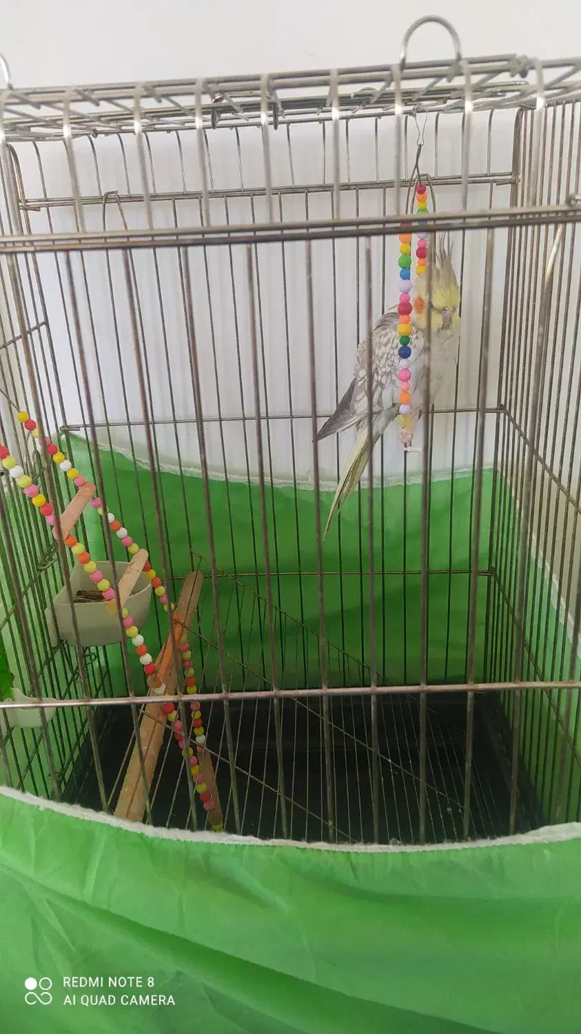 عروس هلندی بهمراه قفس|پرنده|قیدار, |دیوار