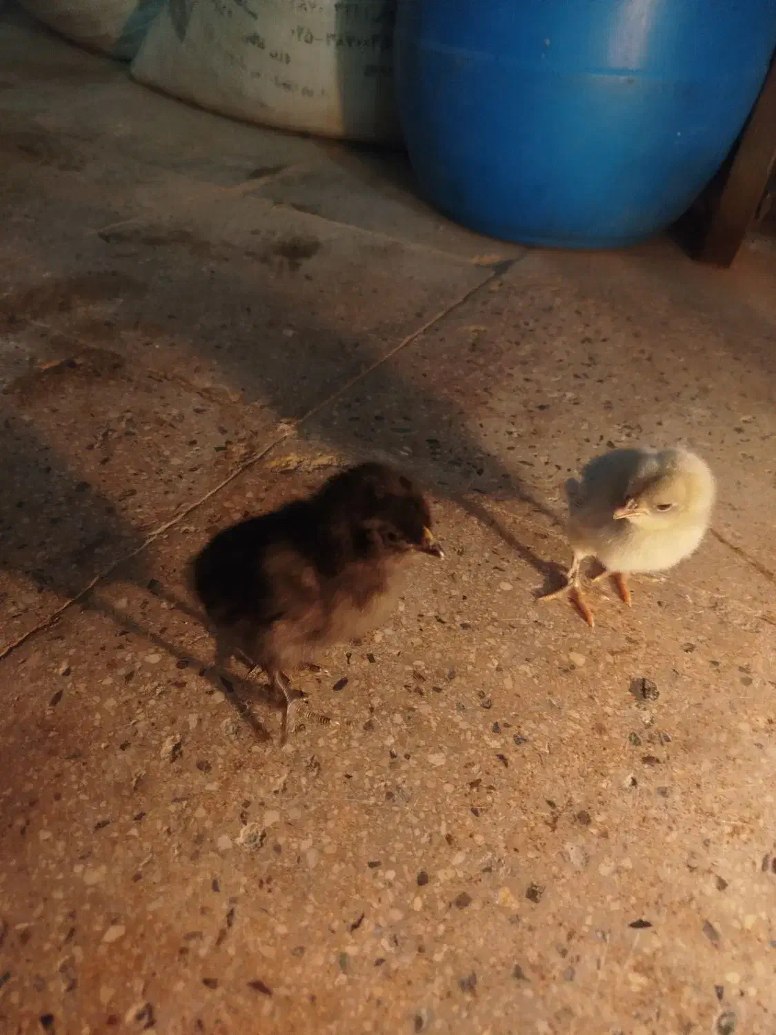 جوجه ۱۰روزه|حیوانات مزرعه|قم, نیروگاه|دیوار