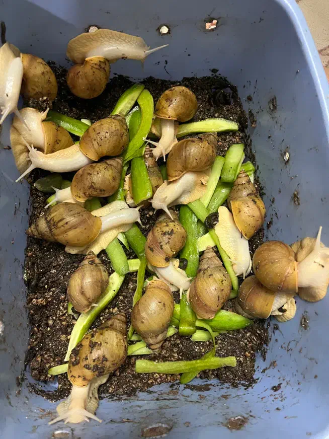 حلزون|خزنده|زنجان, |دیوار