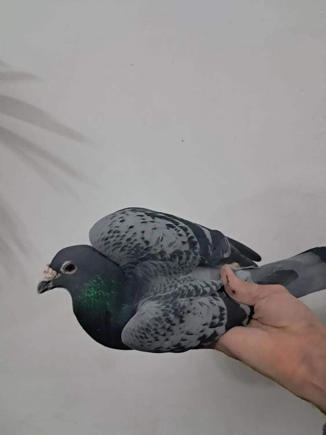 کبوترمسافتی|پرنده|هشتگرد, گلسار|دیوار