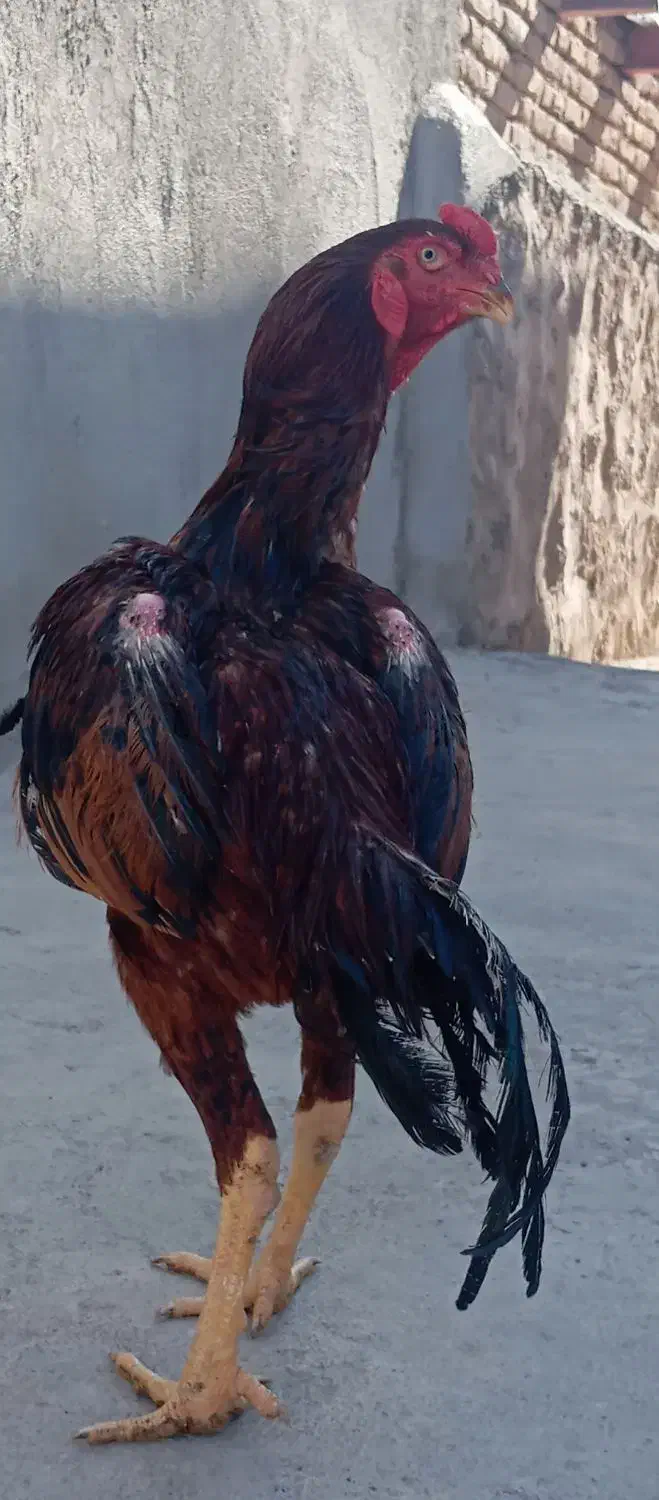 دو عدد خروس لاری سالم|حیوانات مزرعه|قره ضیاالدین, |دیوار