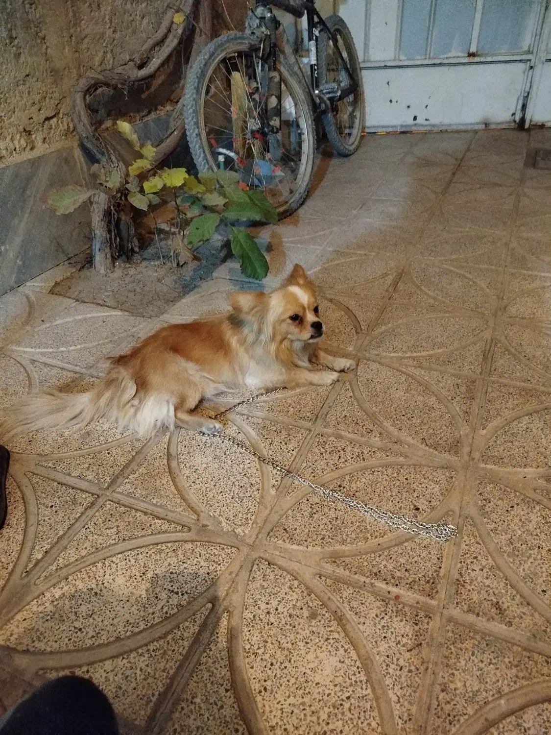 سگ معاوضه با قناری یا سهره وسیله منزل|سگ|خمینی‌شهر, |دیوار