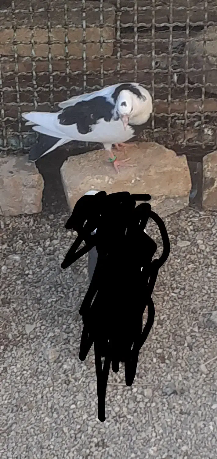 کبوتر گمشده|پرنده|گیان, |دیوار