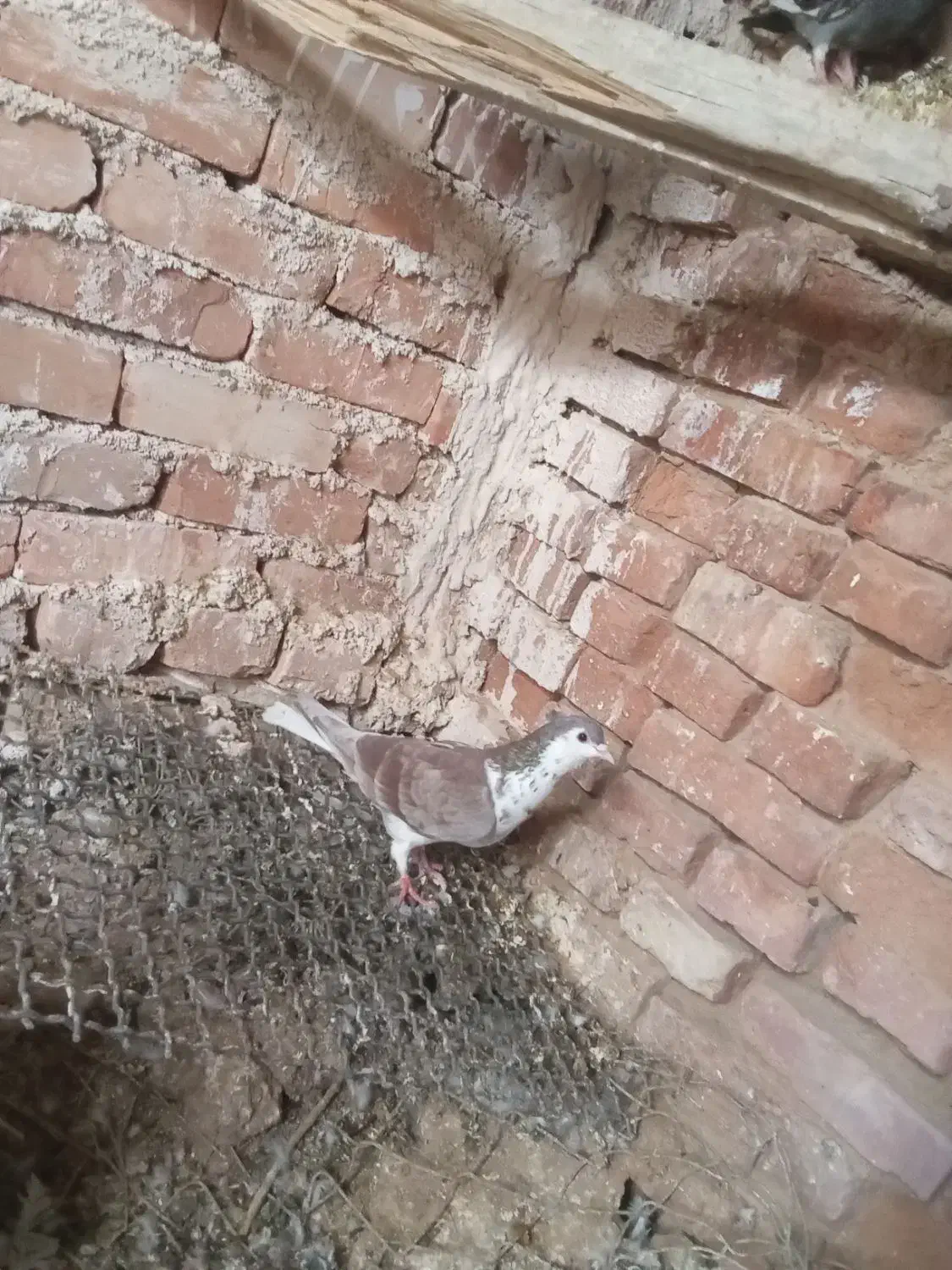 کفتر فروشی|پرنده|سرایان, |دیوار