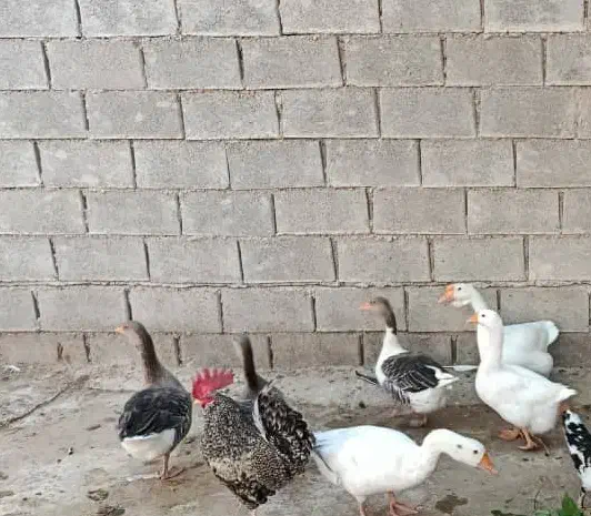 غاز و خروس|حیوانات مزرعه|چمران, |دیوار