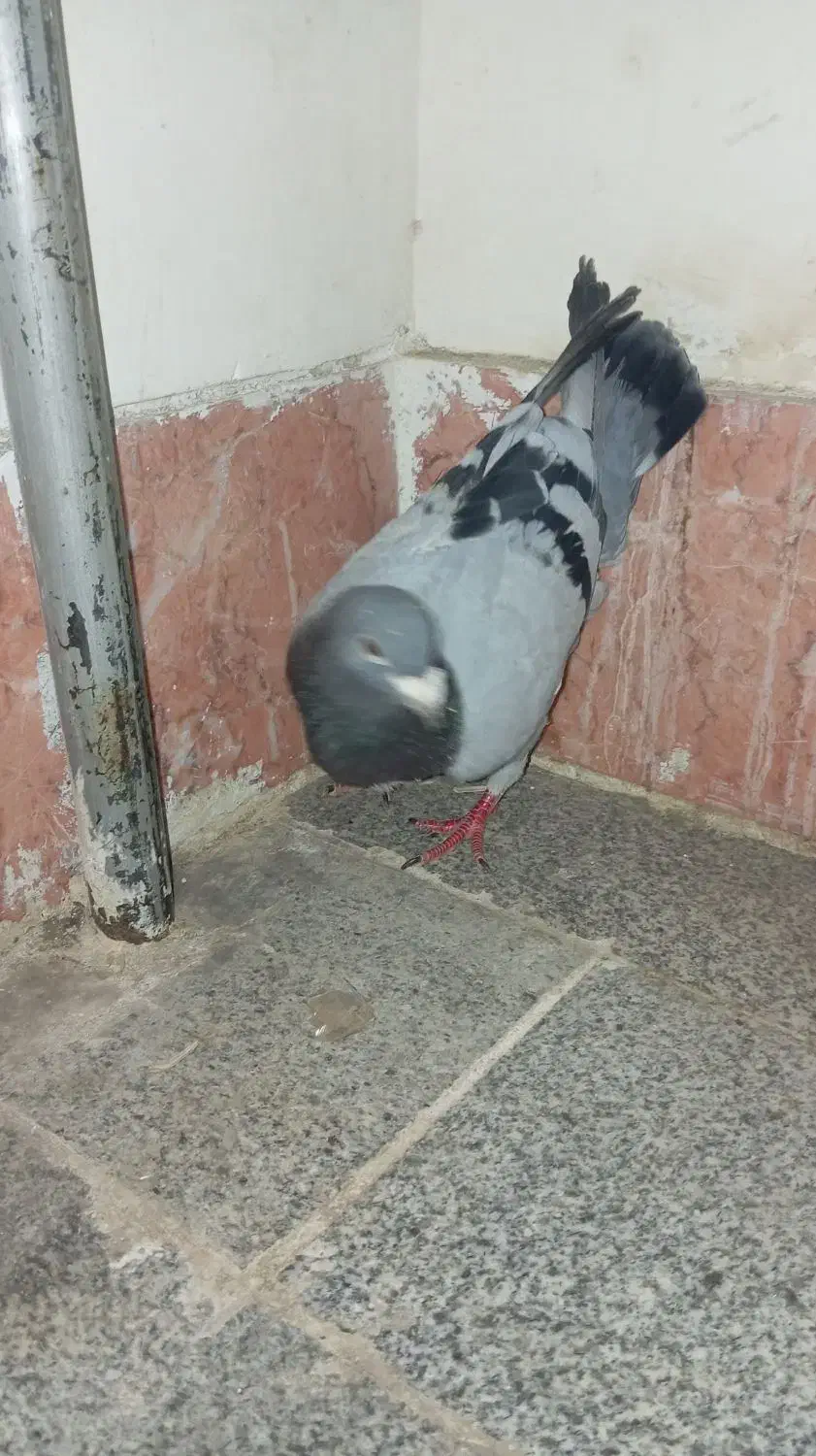 کفتر|پرنده|تایباد, |دیوار