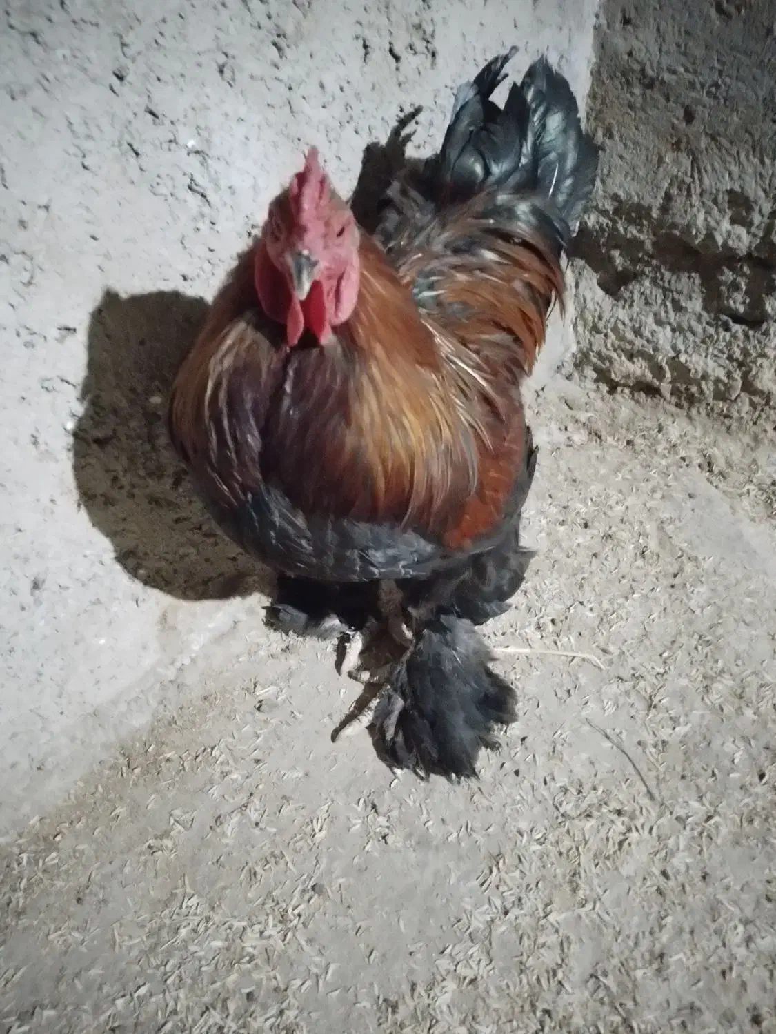 تخم مرغ برهما|حیوانات مزرعه|گرگان, |دیوار