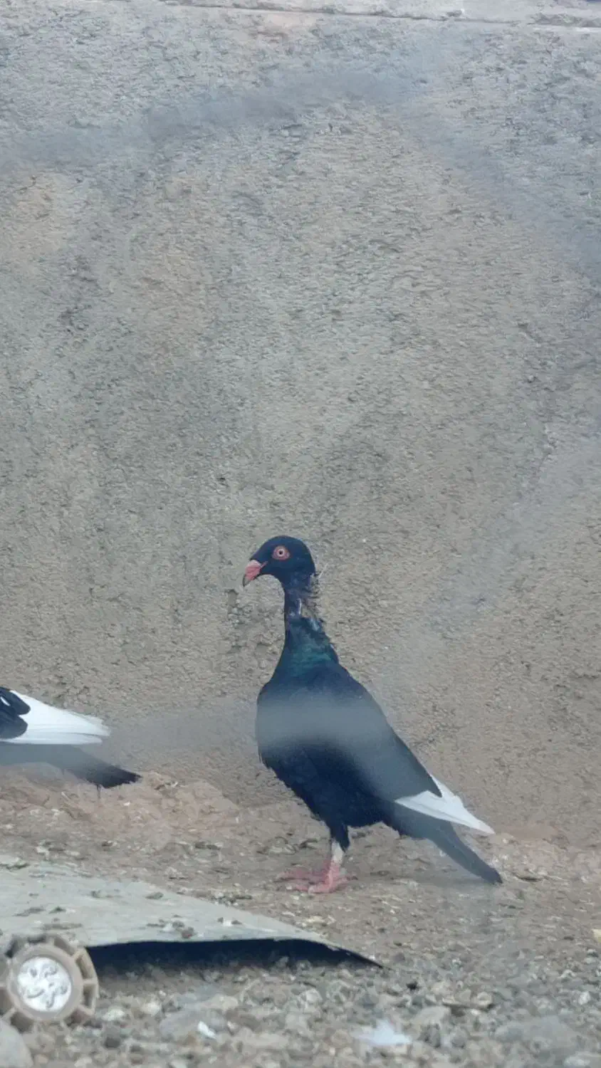 دنش|پرنده|جوین, |دیوار