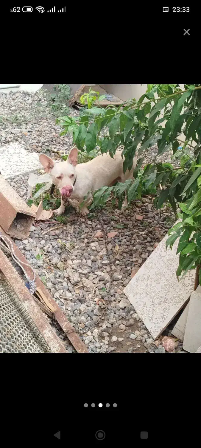 سگ پاکوتاه فروشی|سگ|فاضل آباد, |دیوار