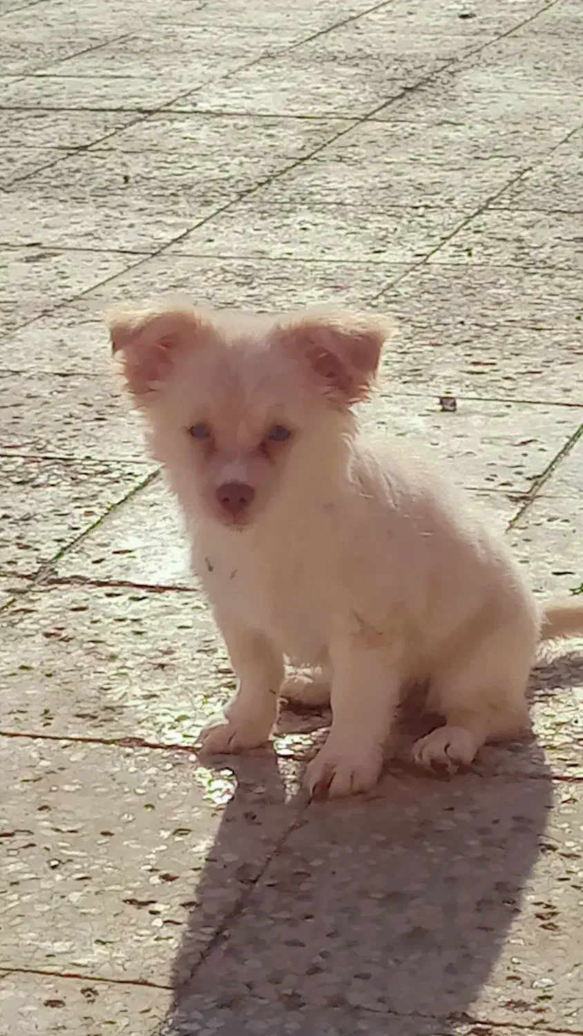 پامر رباهی خرسی|سگ|زابل, |دیوار