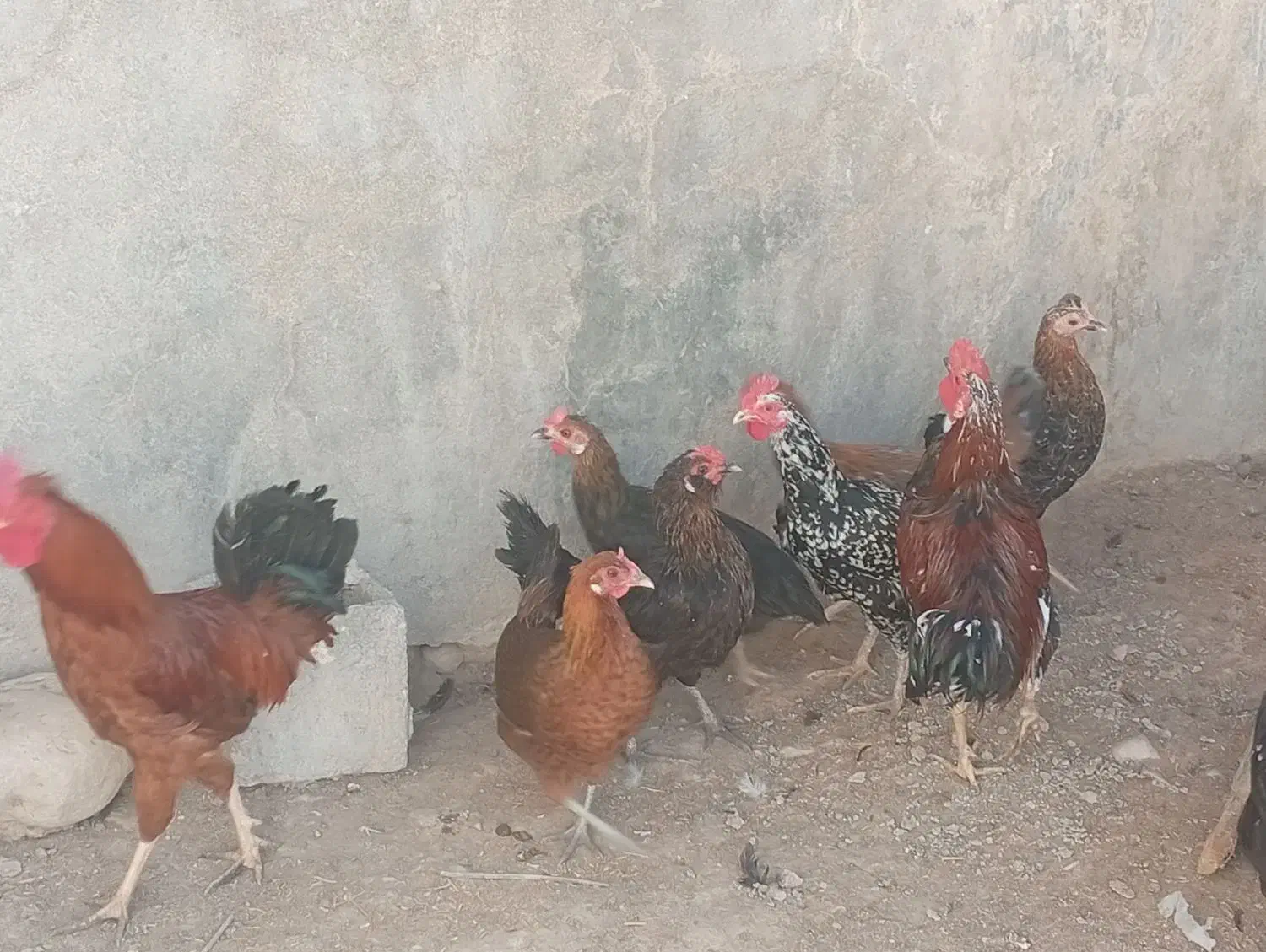 مرغ و خروس محلی|حیوانات مزرعه|بیرم, |دیوار