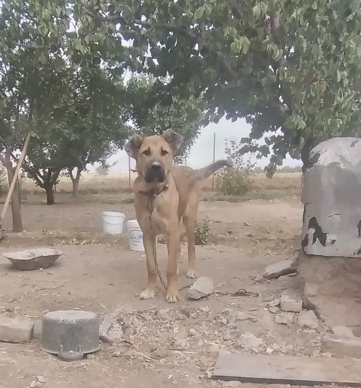 توله سگ سراب|سگ|شازند, |دیوار